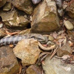 Tiliqua scincoides scincoides at Aranda, ACT - 1 Nov 2015 09:35 AM