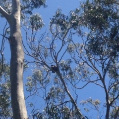 Phascolarctos cinereus (Koala) at Horsnell Gully, SA - 15 Nov 2015 by Spotto