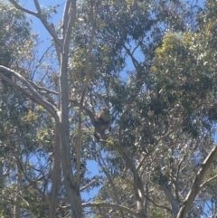 Phascolarctos cinereus (Koala) at Horsnell Gully, SA - 15 Nov 2015 by Spotto