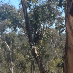 Phascolarctos cinereus (Koala) at Horsnell Gully, SA - 15 Nov 2015 by Spotto