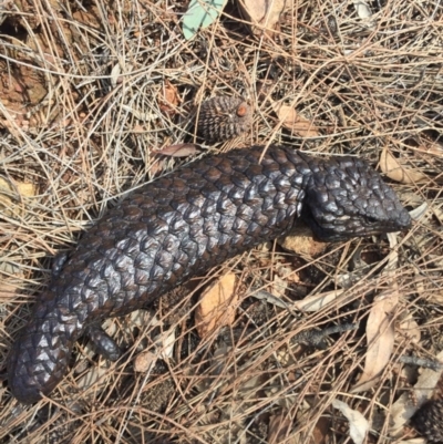 Tiliqua rugosa (Shingleback Lizard) at Canberra Central, ACT - 15 Nov 2015 by AaronClausen