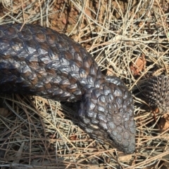 Tiliqua rugosa at Canberra Central, ACT - 15 Nov 2015