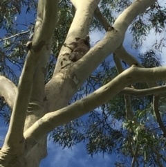 Phascolarctos cinereus (Koala) at - 14 Nov 2015 by Ywinter