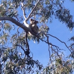 Phascolarctos cinereus (Koala) at Invergowrie, NSW - 15 Nov 2015 by Dianne