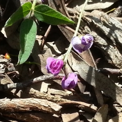 Glycine tabacina (Variable Glycine) at Hackett, ACT - 14 Nov 2015 by MAX