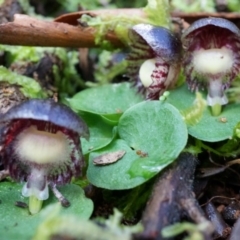 Corysanthes grumula (Stately helmet orchid) by AaronClausen