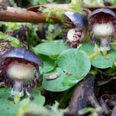 Corysanthes grumula (Stately helmet orchid) by AaronClausen