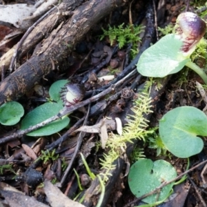 Corysanthes grumula at suppressed - 23 Aug 2014