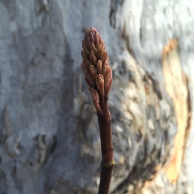 Dipodium roseum (Rosy Hyacinth Orchid) at Canberra Central, ACT - 15 Nov 2015 by AaronClausen