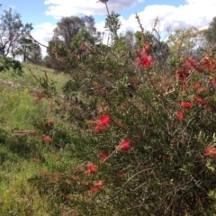 Melaleuca citrina at Red Hill, ACT - 15 Nov 2015