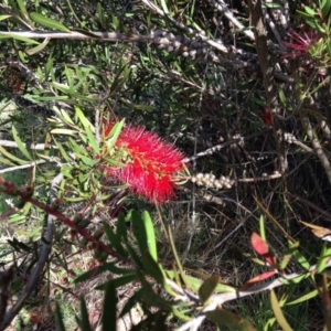 Melaleuca citrina at Red Hill, ACT - 15 Nov 2015