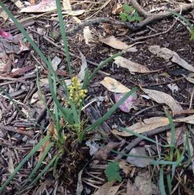 Lomandra filiformis subsp. coriacea (Wattle Matrush) at Yarralumla, ACT - 15 Nov 2015 by Ratcliffe