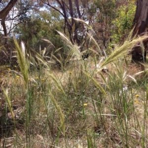 Austrostipa densiflora at Yarralumla, ACT - 15 Nov 2015