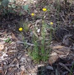 Rutidosis leptorhynchoides (Button Wrinklewort) at Yarralumla, ACT - 15 Nov 2015 by Ratcliffe