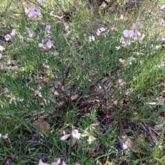 Lotus australis (Austral Trefoil) at Yarralumla, ACT - 15 Nov 2015 by Ratcliffe