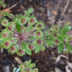 Pomax umbellata (A Pomax) at Canberra Central, ACT - 5 Nov 2015 by RWPurdie