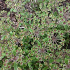 Pomax umbellata at Canberra Central, ACT - 6 Nov 2015