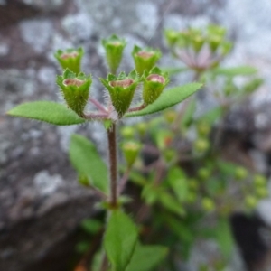 Pomax umbellata at Canberra Central, ACT - 6 Nov 2015