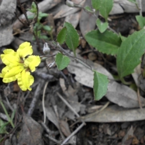 Goodenia hederacea at Campbell, ACT - 15 Nov 2015