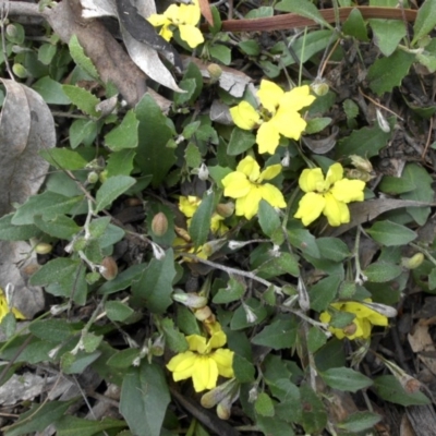 Goodenia hederacea (Ivy Goodenia) at Ainslie, ACT - 15 Nov 2015 by SilkeSma