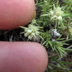 Scleranthus diander at Ainslie, ACT - 15 Nov 2015 03:09 PM