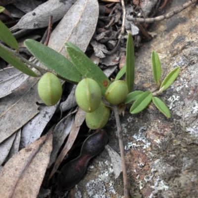 Hovea heterophylla (Common Hovea) at Ainslie, ACT - 15 Nov 2015 by SilkeSma