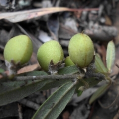 Hovea heterophylla at Ainslie, ACT - 15 Nov 2015