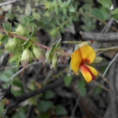 Pultenaea spinosa (Spiny Bush-pea, Grey Bush-pea) at Ainslie, ACT - 15 Nov 2015 by SilkeSma