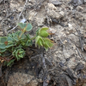 Pultenaea spinosa at Ainslie, ACT - 15 Nov 2015