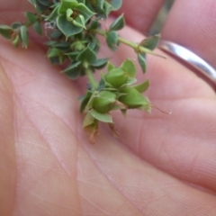 Pultenaea spinosa at Ainslie, ACT - 15 Nov 2015