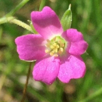 Geranium retrorsum (Grassland Cranesbill) at Googong, NSW - 15 Nov 2015 by Wandiyali