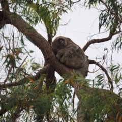 Phascolarctos cinereus (Koala) at Port Macquarie, NSW - 14 Nov 2015 by jules_bear