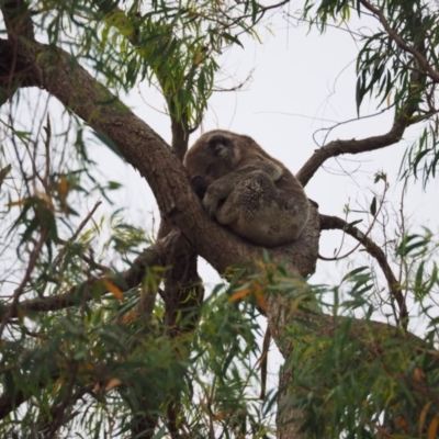 Phascolarctos cinereus (Koala) at Port Macquarie, NSW - 14 Nov 2015 by jules_bear