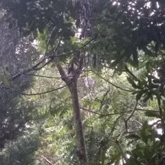 Phascolarctos cinereus (Koala) at Beechmont, QLD - 13 Nov 2015 by Merdan