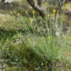 Chrysocephalum semipapposum (Clustered Everlasting) at Farrer Ridge - 31 Oct 2015 by galah681