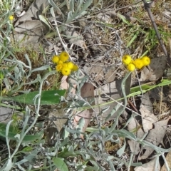 Chrysocephalum apiculatum (Common Everlasting) at Farrer, ACT - 31 Oct 2015 by galah681