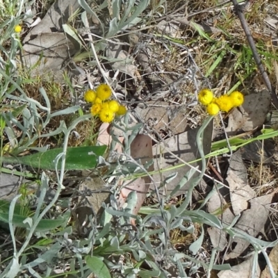 Chrysocephalum apiculatum (Common Everlasting) at Farrer, ACT - 1 Nov 2015 by galah681