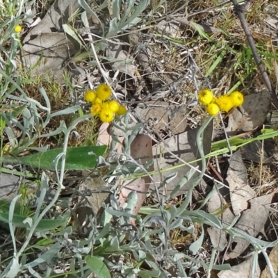 Chrysocephalum apiculatum (Common Everlasting) at Farrer, ACT - 31 Oct 2015 by galah681