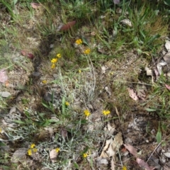 Chrysocephalum apiculatum at Farrer, ACT - 1 Nov 2015