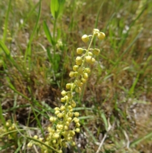 Lomandra filiformis subsp. coriacea at Farrer, ACT - 1 Nov 2015