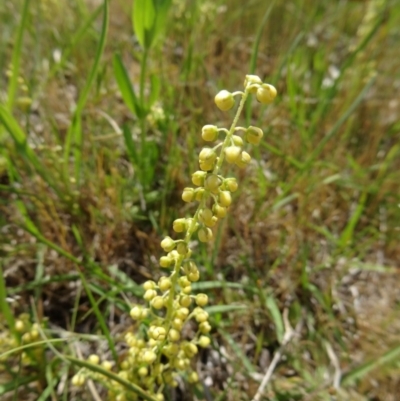 Lomandra filiformis subsp. coriacea (Wattle Matrush) at Farrer Ridge - 31 Oct 2015 by galah681