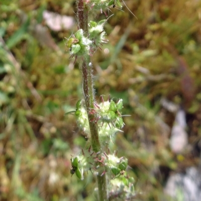 Acaena x ovina (Sheep's Burr) at Farrer Ridge - 31 Oct 2015 by galah681