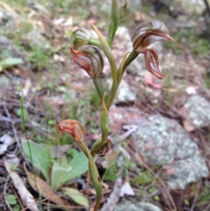 Oligochaetochilus hamatus at Theodore, ACT - 15 Nov 2015