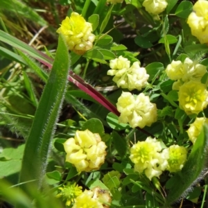 Trifolium campestre at Farrer, ACT - 1 Nov 2015