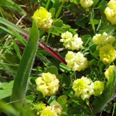 Trifolium campestre (Hop Clover) at Farrer, ACT - 1 Nov 2015 by galah681