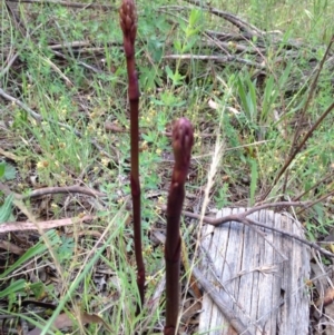 Dipodium sp. at Bullen Range - 15 Nov 2015