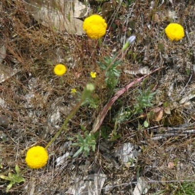 Leptorhynchos squamatus (Scaly Buttons) at Farrer, ACT - 31 Oct 2015 by galah681