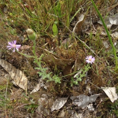 Vittadinia cuneata var. cuneata (Fuzzy New Holland Daisy) at Farrer Ridge - 31 Oct 2015 by galah681