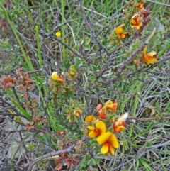 Pultenaea procumbens (Bush Pea) at Farrer Ridge - 31 Oct 2015 by galah681