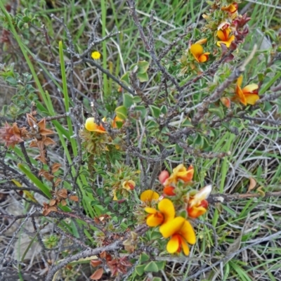 Pultenaea procumbens (Bush Pea) at Farrer, ACT - 1 Nov 2015 by galah681